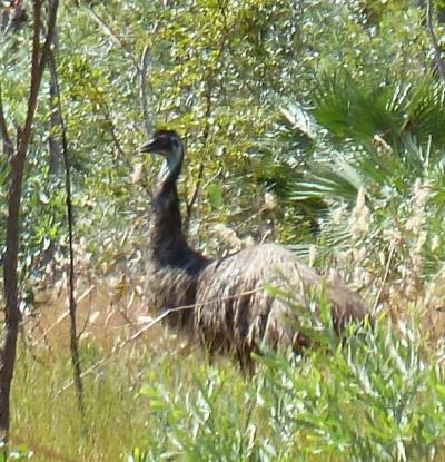 Emu